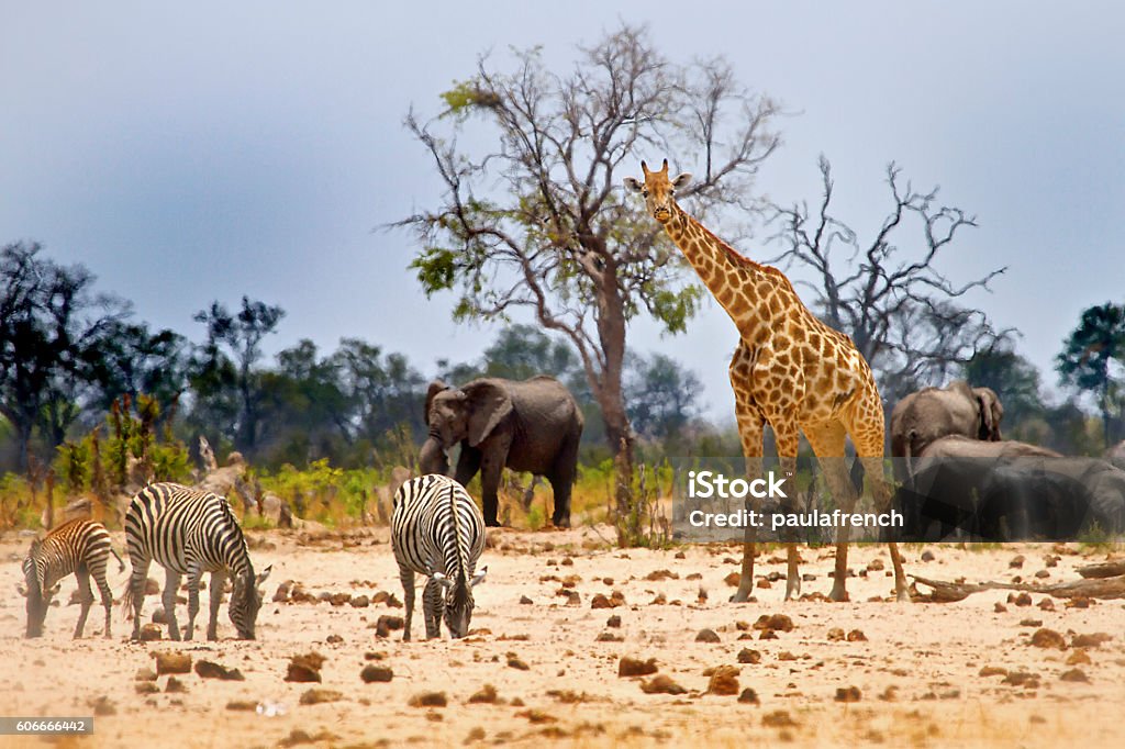 View from Camp in Hwange National Park Vibrant waterhole infant of our camp In Hwange with Giraffe, Zebras and Elephants Africa Stock Photo