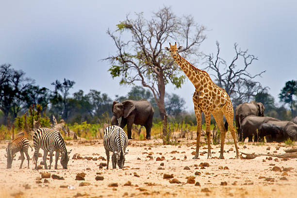 View from Camp in Hwange National Park Vibrant waterhole infant of our camp In Hwange with Giraffe, Zebras and Elephants wildlife stock pictures, royalty-free photos & images