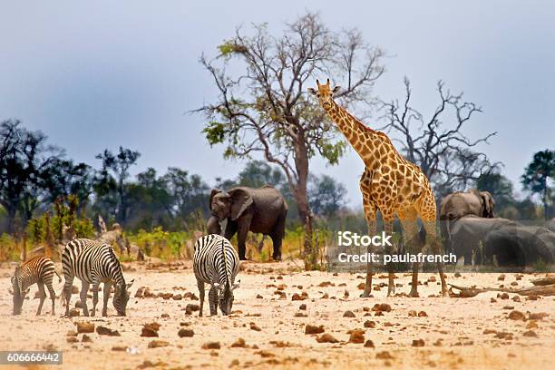 View From Camp In Hwange National Park Stock Photo - Download Image Now - Africa, Animal, Savannah