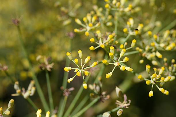 samen einer fenchelpflanze (foeniculum vulgare) - herb plant seasoning nature stock-fotos und bilder