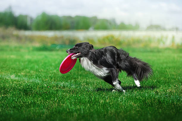 istock dog runs with the disk in its mouth 606669098