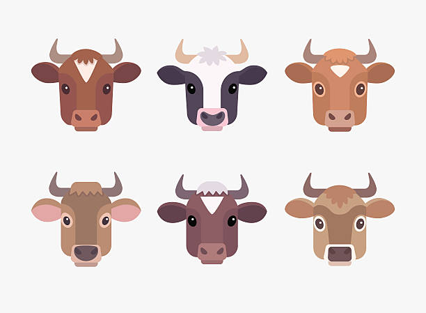 Cute cartoon cows faces Set of vector color images of six breeds dairy cows: Ayrshire, Holstein, Guernsey, Brown Swiss, Jersey and Milking Shorthorn.  ayrshire cattle stock illustrations