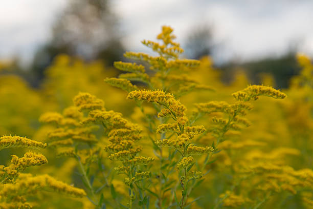 istock goldenrod flower in a meadow 606670508