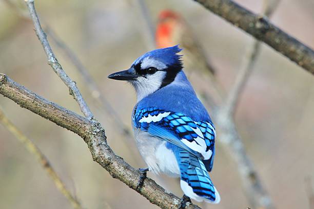 istock Blue Jay - Exotic Colorful Wild Bird Background - Beautiful 606670744