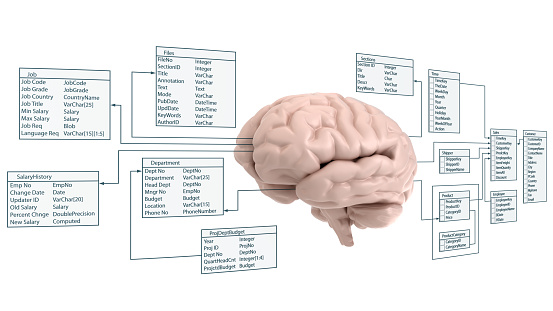 3d brain and database on white background