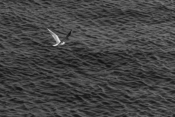 istock Seagull flying over the beautiful water surface 606673084
