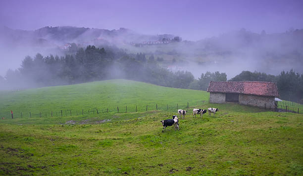 cottage on farm with cows cottage on farm with cows french basque country photos stock pictures, royalty-free photos & images
