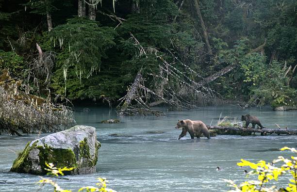 istock Grizzly Family Hunting 606675086