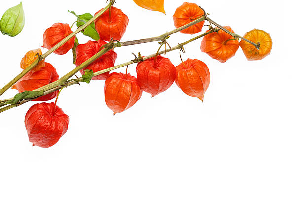 istock Flower physalis isolated on a white background closeup 606675354