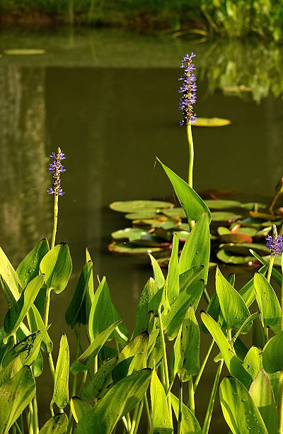 istock Pond with violet flowers and lily pads 606675930