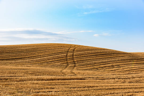 istock Wheat field after harvesting against a blue sky with clouds 606675978