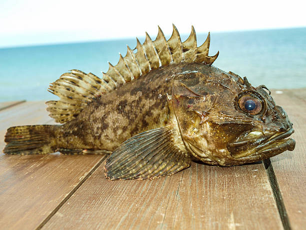 istock Fishing trophy - Black Sea Scorpaena - ruff 606675986