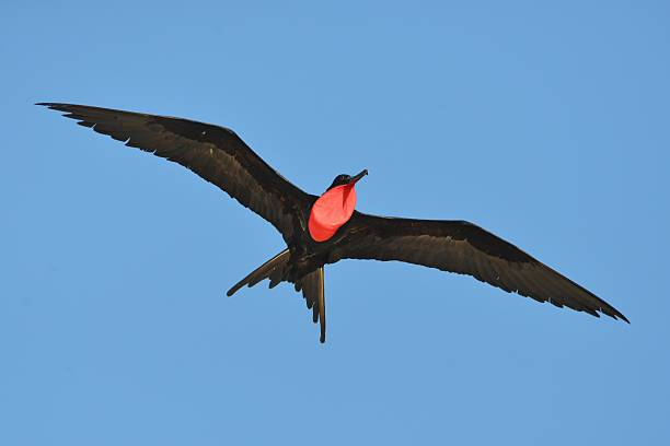 istock Male Frigatebird in Flight 606676480