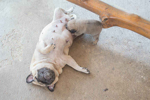 Pug dog sleep on the floor