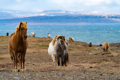The Icelandic red horse is a breed of horse developed with rainbow - Iceland blooming Icelandic purple lupin flower field, Cornered (angular) mountain