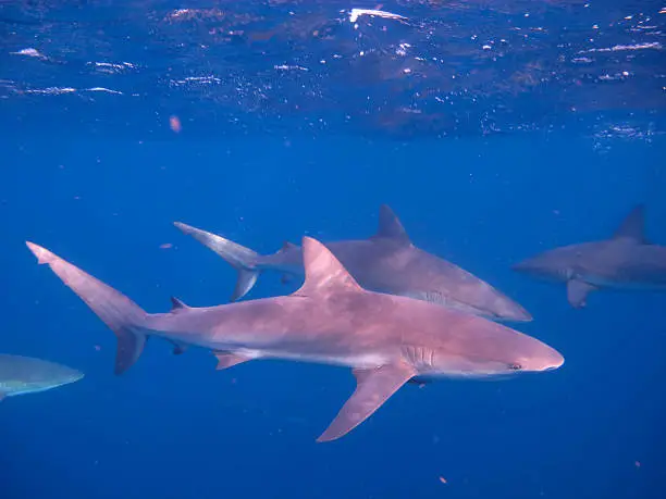 Photo of Schooling Silky Sharks