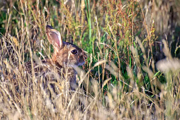 wild rabbit hiding in the grass