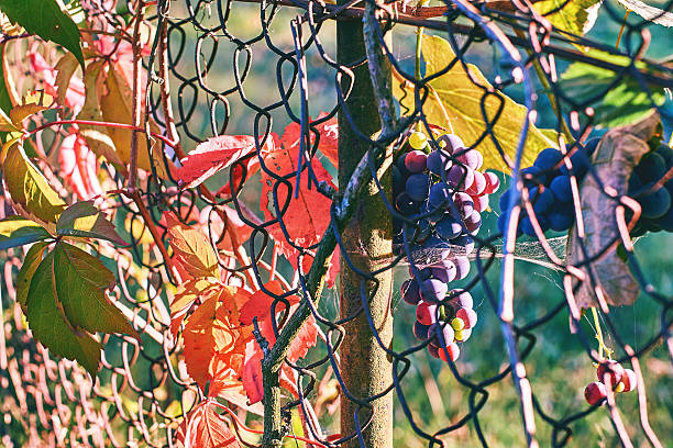Organic grapes on an old vineyard's wire mesh fence in autumn.