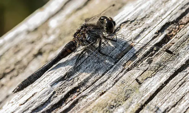 Photo of Beautiful dragonfly ,dragonfly ,insects.