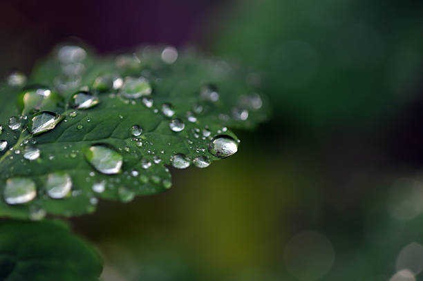 istock Tears of autumn 606706326