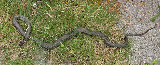 Grass snake (Natrix natrix), also known as the water snake. Wildlife animal.