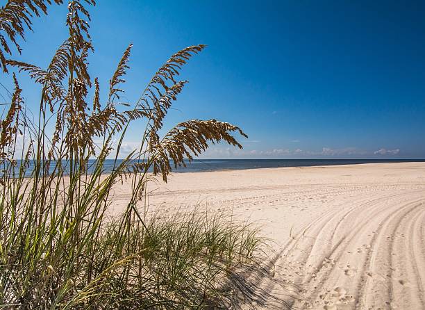 istock Sea Oats on a Deserted Beach 606707782