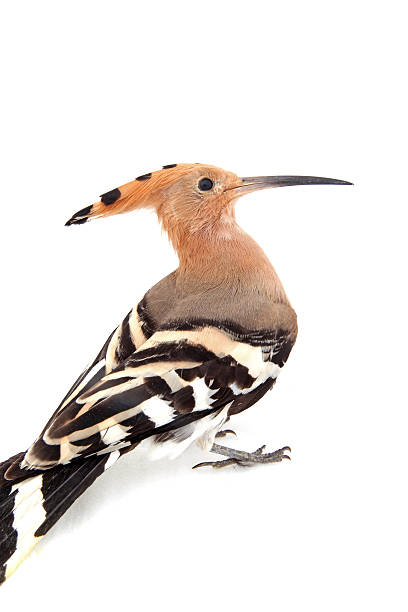 istock The hoopoe, close-up, white background 606708874