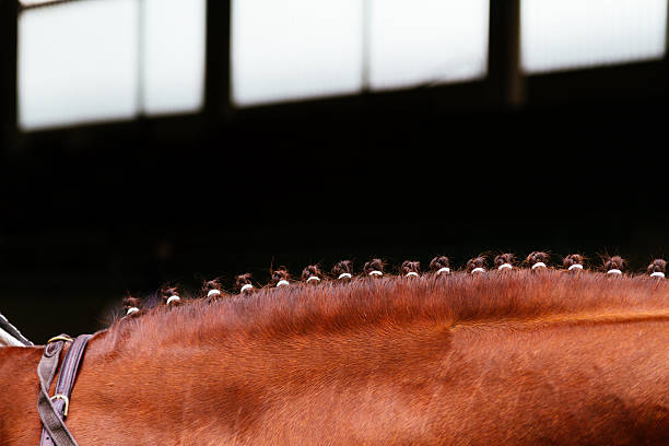 istock Brown horse mane tied with small braids 606709994