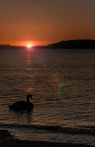 istock Swan silhouette with flare 606710468