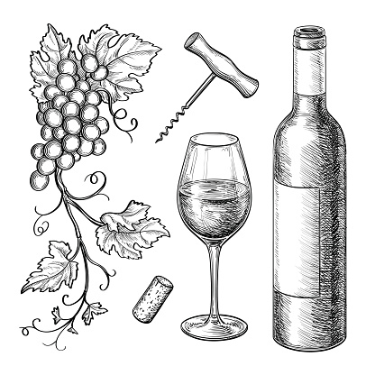 Grape branches, bottle, glass of wine, corkscrew, cork. Isolated on white background. Hand drawn vector illustration. Retro style.