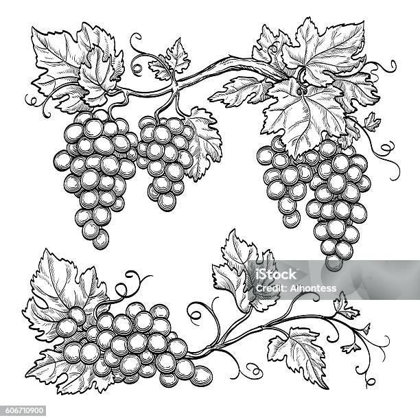 Illustration Vectorielle Des Branches De Raisin Vecteurs libres de droits et plus d'images vectorielles de Vignoble - Vignoble, Raisin, Plante grimpante et vigne