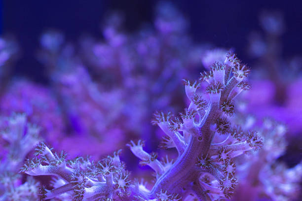 istock Closeup colorful coral in aquarium reef tank 606710962