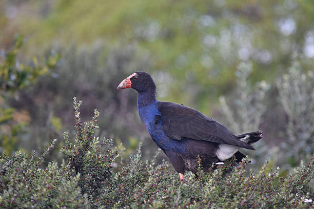istock Adult pukeko on watch 606711132