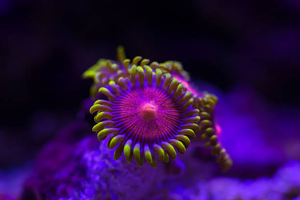 istock Closeup colorful coral in aquarium reef tank 606711264