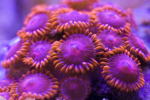 Closeup colorful coral in aquarium reef tank