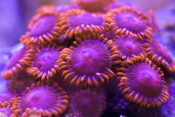 Closeup colorful coral in aquarium reef tank zoanthus coral in aquarium reef tank coral colored photos stock pictures, royalty-free photos & images