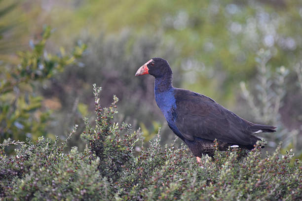 istock Adult pukeko on bush 606711400
