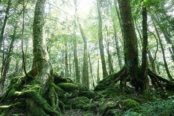 istock Wildwood in Mt. Fuji 606711676