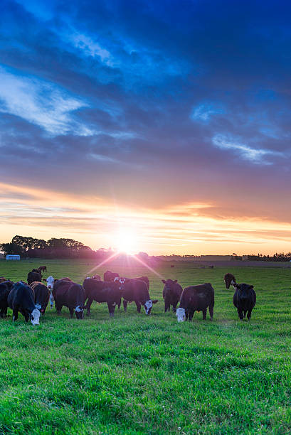 Bulls in a field with flare