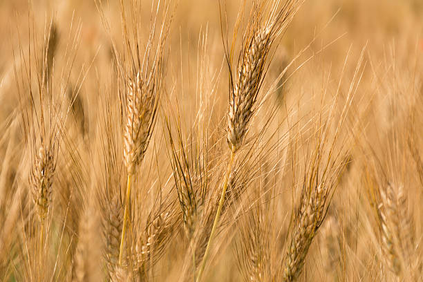 istock Golden ears of wheat on a field 606712056