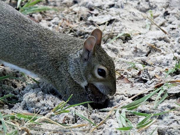 Gray Squirrel (Sciurus carolinensis) Gray Squirrel burying its food.	 burying stock pictures, royalty-free photos & images