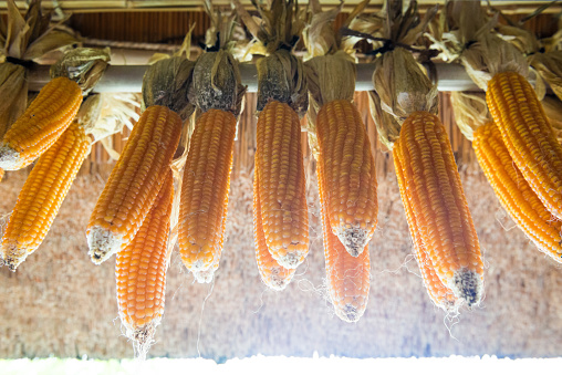 Dried corn. The landscape of the country. Traditional preserved foods. Japanese food culture.