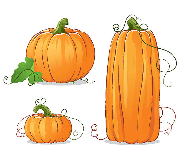 izolowane dynie wektorowe ilustracja - miniature pumpkin stock illustrations