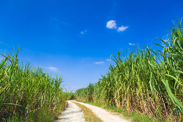 サトウキビ畑と青空 - sugar cane ストックフォトと画像