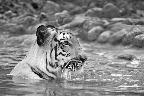 королевский бенгальский тигр, пантера тигр, купание в воде , индия - tiger animal endangered species human face стоковые фото и изображения