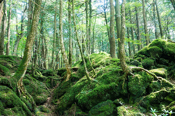 istock Wildwood in Mt. Fuji 606714984