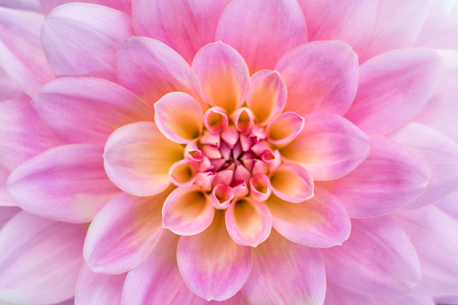 Close- up of a pink and yellow dahlia flower