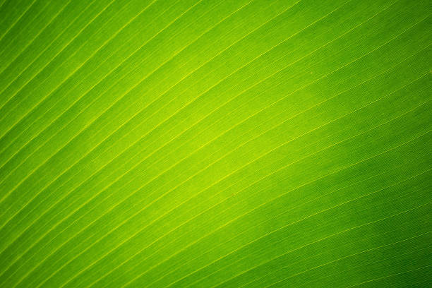 istock green banana leaf background with lines for copy space 606739524
