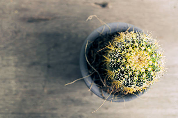 istock Cactus in pot in garden. 606739530