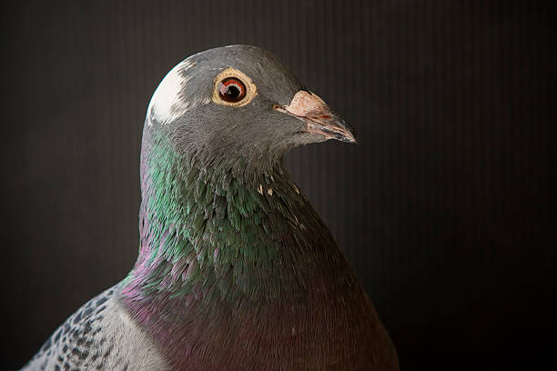 istock close up speed racing pigeon bird 606739876